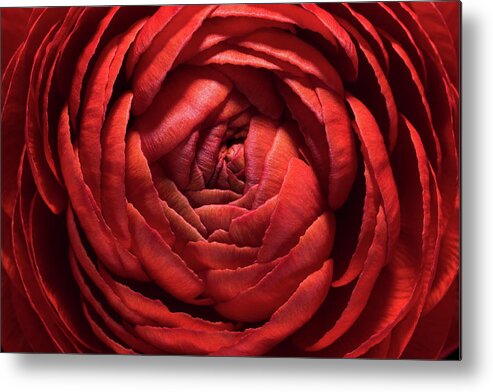 Natural Pattern Metal Print featuring the photograph Red Buttercup Flower Macro Shot by Miragec