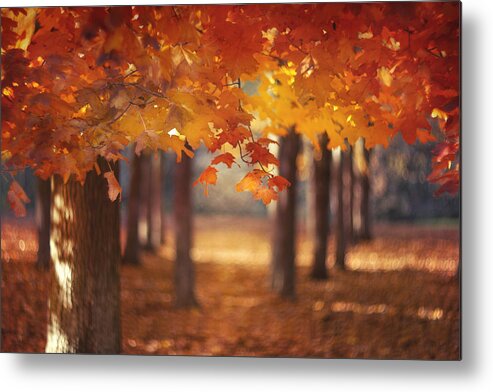  Metal Print featuring the photograph Red Canopy by Magda Bognar