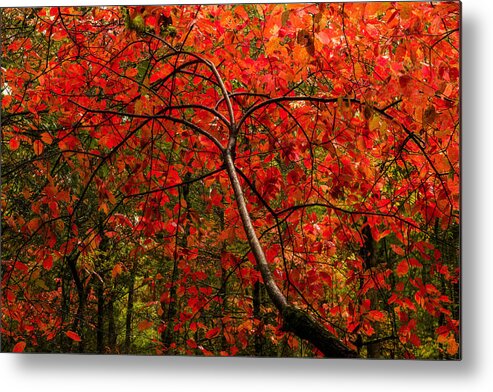 Red Metal Print featuring the photograph Red by Chad Dutson