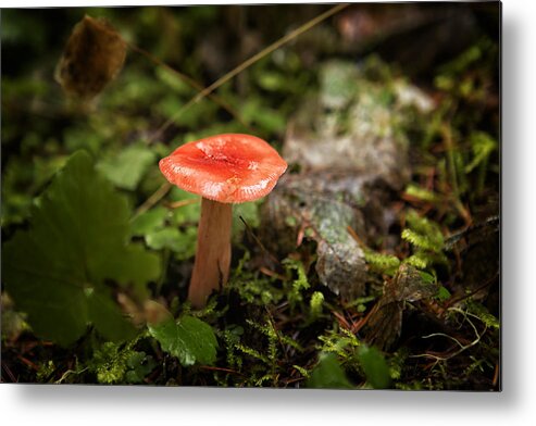 Russula Emetica Metal Print featuring the photograph Red Coral Mushroom by Belinda Greb