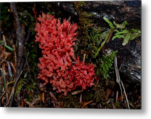 Red Coral Mushroom Metal Print featuring the photograph Red Coral Mushroom by Laureen Murtha Menzl