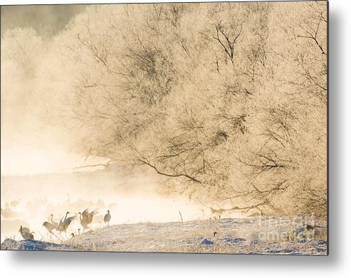 Red-crowned Crane Metal Print featuring the photograph Red-Crowned Crane Morning Dance by Natural Focal Point Photography