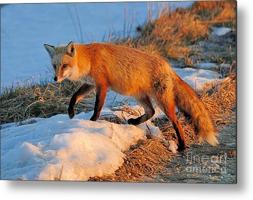 Red Fox Metal Print featuring the photograph Red Dawn by Craig Leaper