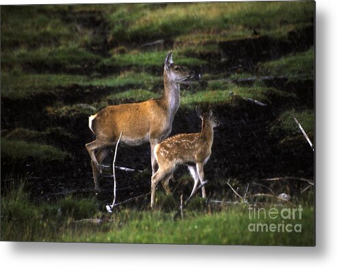 Red Deer Metal Print featuring the photograph Red deer hind and calf by Phil Banks