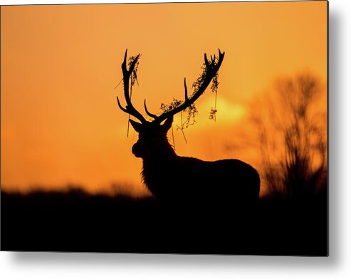 Stag Metal Print featuring the photograph Red Deer Stag Silhouette by Stuart Harling