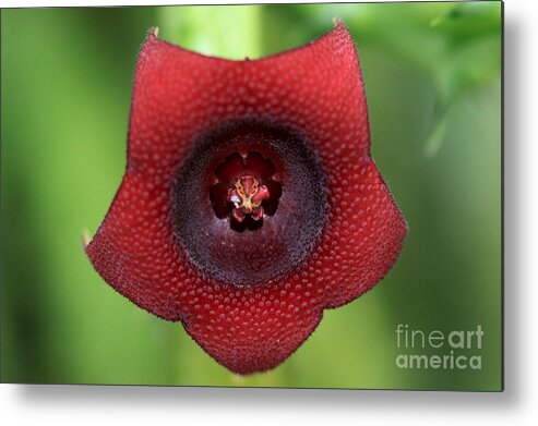 Red Dragon Flower Metal Print featuring the photograph Red Dragon Flower by Meg Rousher