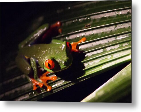 Tree Frog Metal Print featuring the photograph Red-eyed Leaf Frog by Natural Focal Point Photography