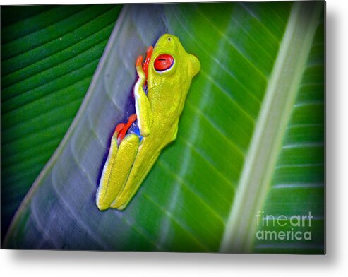 Redeyed Metal Print featuring the photograph Red-Eyed Tree Frog by Gary Keesler