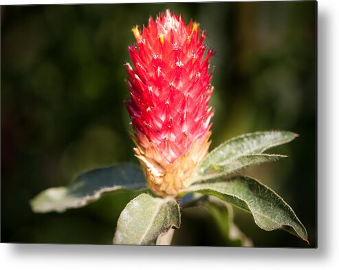 Botanical Metal Print featuring the photograph Red Flower by John Wadleigh