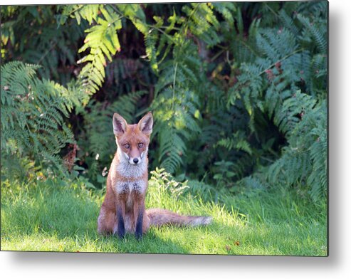 England Metal Print featuring the photograph Red Fox Cub And Bracken by James Warwick