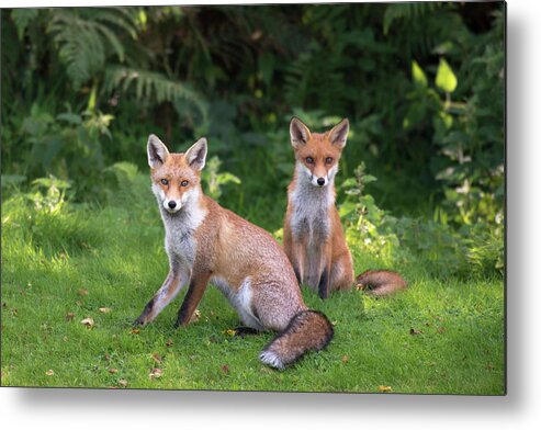 Conspiracy Metal Print featuring the photograph Red Fox Cubs At The Edge Of A Forest by James Warwick