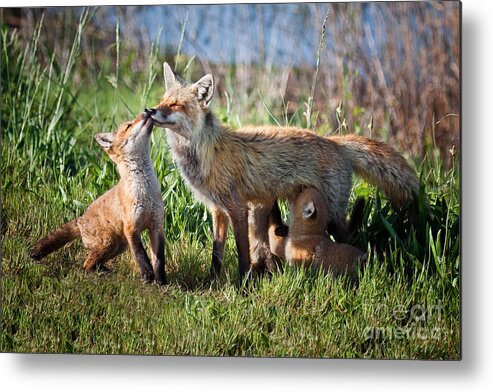 Award Winning Metal Print featuring the photograph Red Fox Family by Ronald Lutz