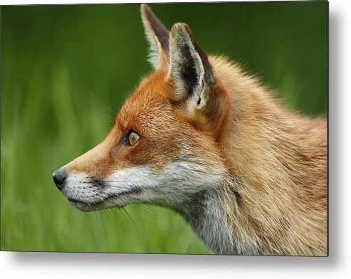 Flpa Metal Print featuring the photograph Red Fox In Profile England by Elliott Neep