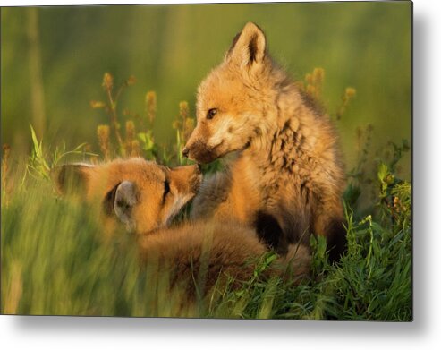 Danita Delimont Metal Print featuring the photograph Red Fox Kits by Ken Archer