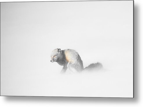 Yellowstone Metal Print featuring the photograph Red Fox in Winter Storm by Bill Cubitt