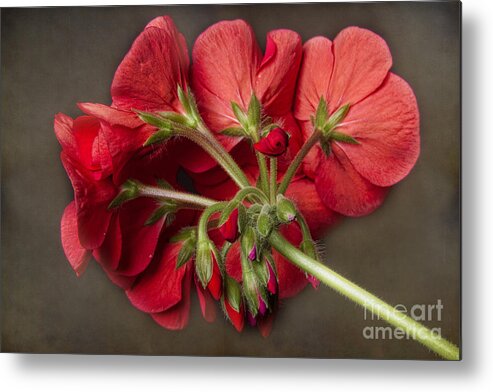 Red Geranium Metal Print featuring the photograph Red Geranium In Progress by James BO Insogna