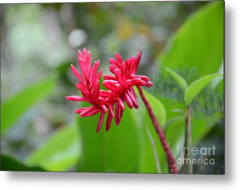 Red Ginger Metal Print featuring the photograph Red Ginger by Laurel Best
