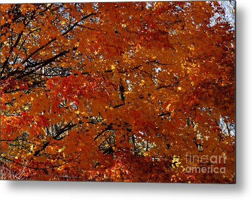 Maple Tree Metal Print featuring the photograph Red Gold Autumn by Linda Shafer