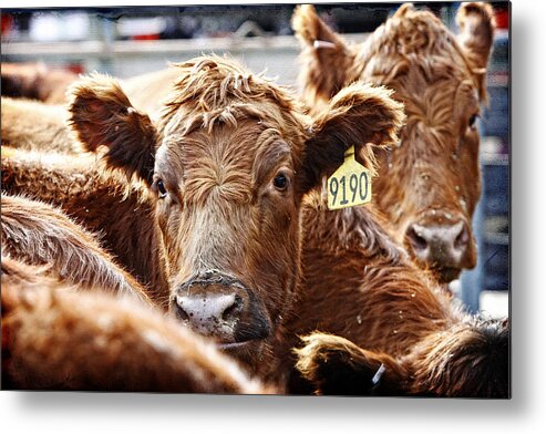 Lincoln Rogers Metal Print featuring the photograph Red Heads on the Ranch by Lincoln Rogers