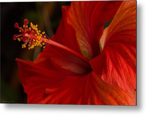 Fjm Multimedia Metal Print featuring the photograph Red Hibiscus 4 by Frank Mari