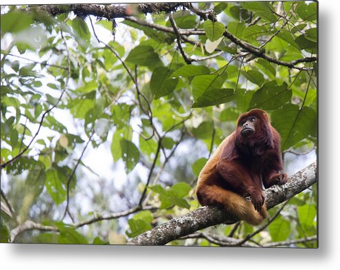 Red Howler Metal Print featuring the photograph Red Howler Monkey sitting in a tree by Tony Mills