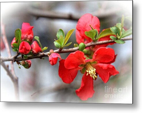 Japanese Quince Metal Print featuring the photograph Red Japanese quince by Yumi Johnson