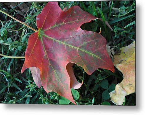 Red Metal Print featuring the photograph Red Leaf by Frank Madia