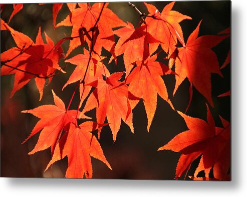 Japanese Maple Tree Metal Print featuring the photograph Japanese Maple Leaves in Fall by Valerie Collins