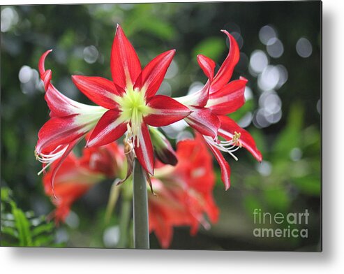 Lilly Metal Print featuring the photograph Red Amaryllis by Alice Terrill