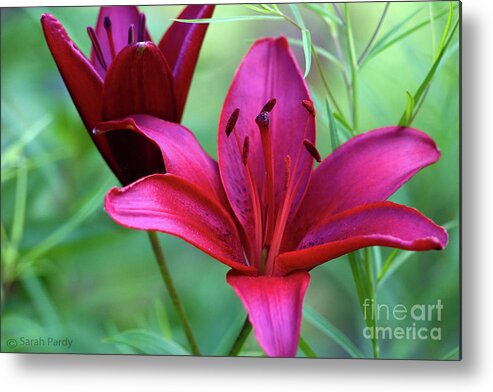 Flowers Metal Print featuring the photograph Red Lillies by Margaret Sarah Pardy