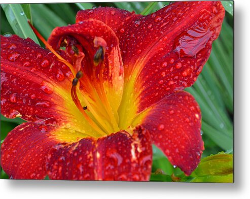 Lily Metal Print featuring the photograph Red Lily After the Rain by Beth Venner