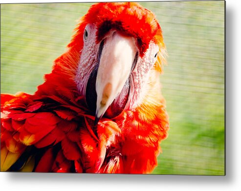 Red Macaw Metal Print featuring the photograph Red Macaw by Pati Photography