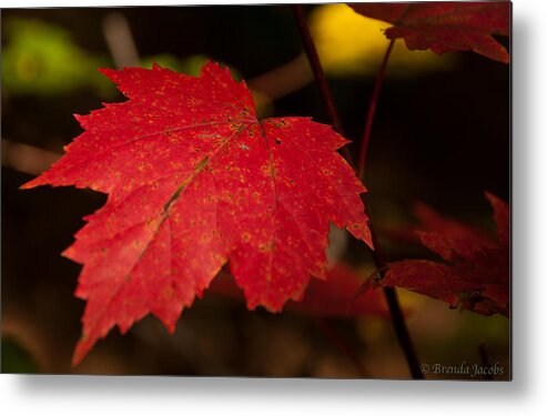 Fall Foliage Metal Print featuring the photograph Red Maple Leaf in Fall by Brenda Jacobs