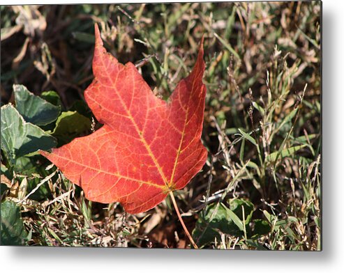 Oak Metal Print featuring the photograph Red Oak Leaf by Michele Wilson