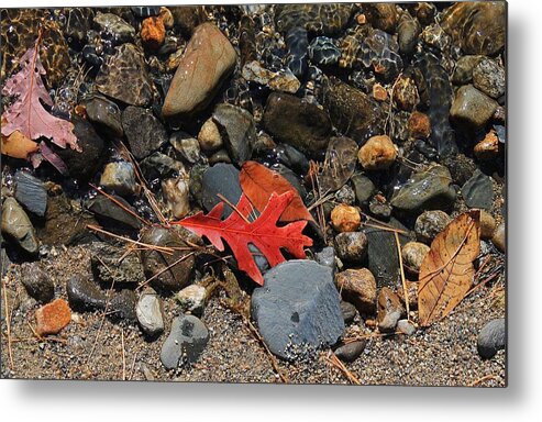 Wachusett Reservoir Metal Print featuring the photograph Red Oak Leaf by Michael Saunders