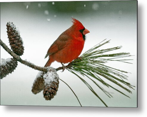 Cardinal Metal Print featuring the photograph Red on white by Jim E Johnson
