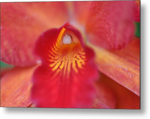 Red Metal Print featuring the photograph Red orchid by Sue Morris