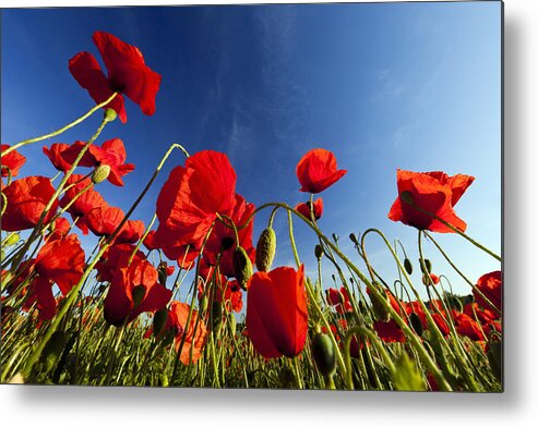 Feb0514 Metal Print featuring the photograph Red Poppies Germany by Duncan Usher