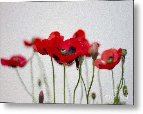 Clare Bambers Metal Print featuring the photograph Red Poppy by Clare Bambers