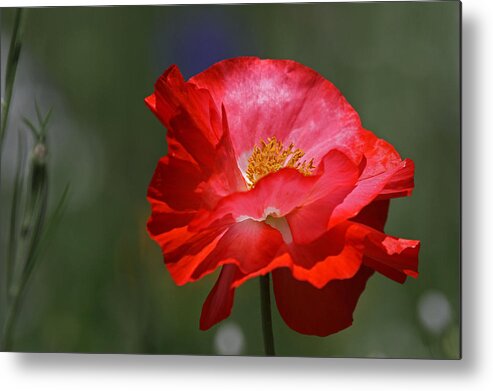 Flower Metal Print featuring the photograph Red Poppy by Juergen Roth