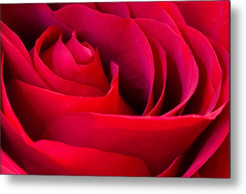 Rose Metal Print featuring the photograph Red Red Rose by Georgette Grossman