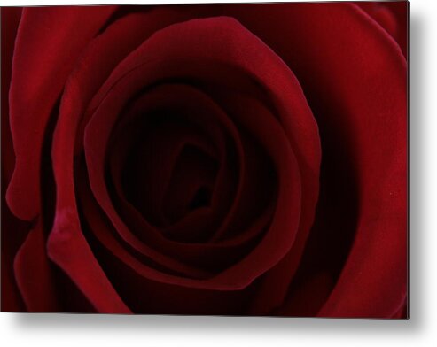 Rose Metal Print featuring the photograph Red Red Rose by Keith Hawley