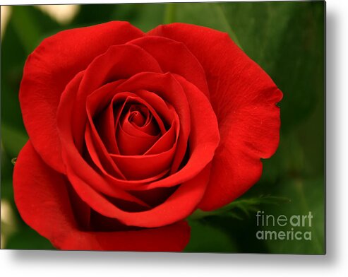Rose Metal Print featuring the photograph Red Rose by LR Photography