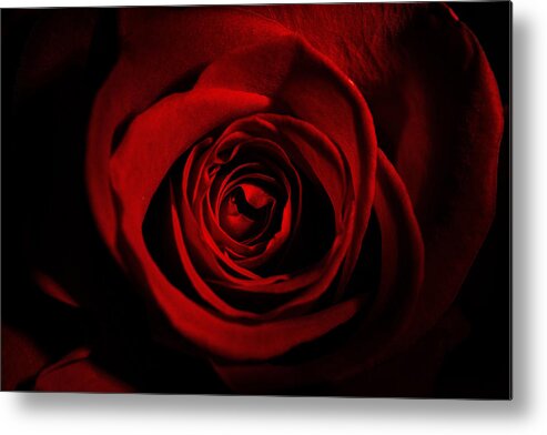 Rose Metal Print featuring the photograph Red Rose blossom by Sindy Stohler