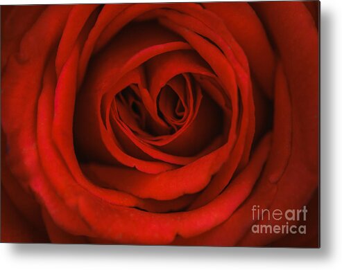 Red Rose Metal Print featuring the photograph Red Rose by Tamara Becker