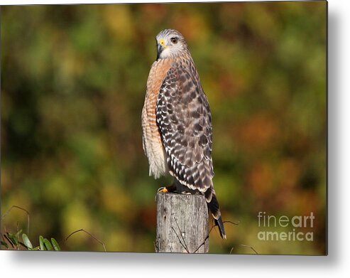 Perched Hawks Metal Print featuring the photograph Red-shoulder Hawk by Jennifer Zelik