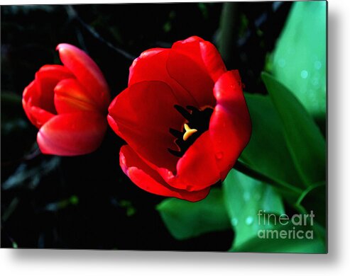 Tulip Metal Print featuring the photograph Red Spring Tulip by Gwyn Newcombe