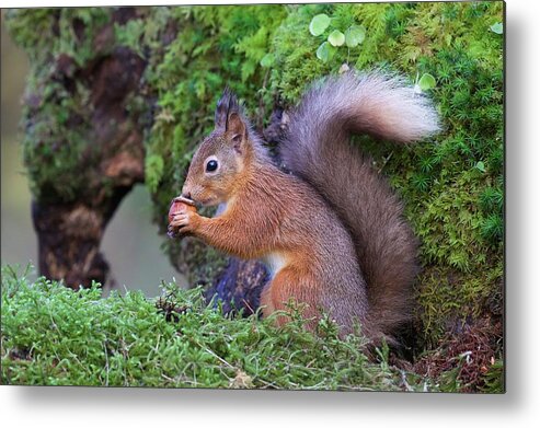 Squirrel Metal Print featuring the photograph Red Squirrel by Ray Cooper