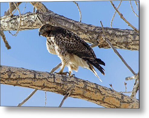 Hawk Metal Print featuring the photograph Red Tail Hawk in Cottonwood Tree by Stephen Johnson