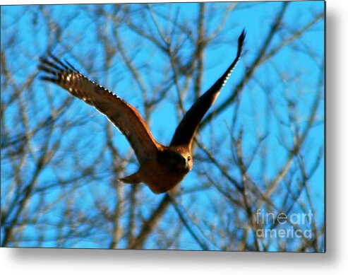 Raptors Metal Print featuring the photograph Red Tail Hawk in Flight by Peggy Franz